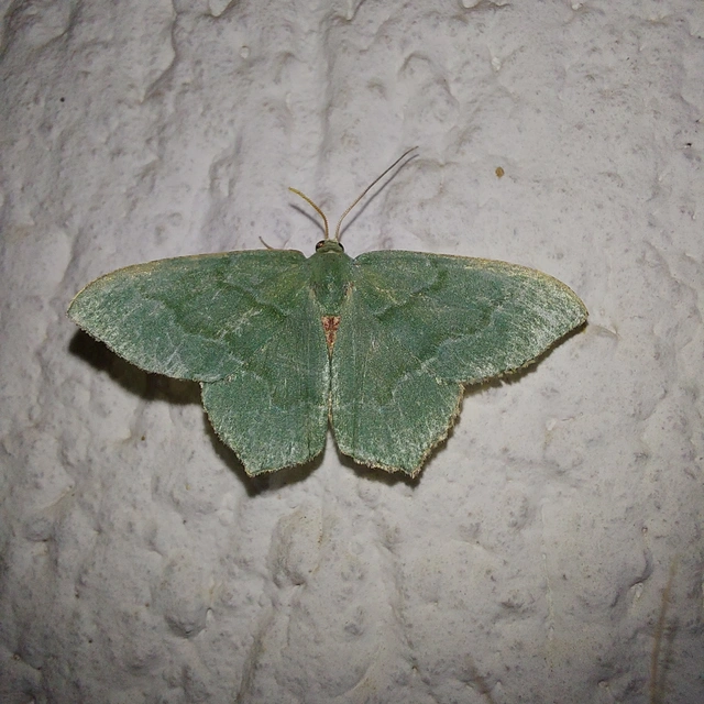 Hemithea aestivaria - nyír-zöldaraszoló