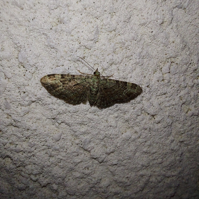 Pasiphila rectangulata - almavirág-araszoló