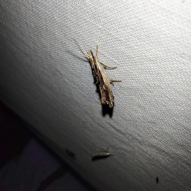 Ypsolopha scabrella - körtelevél-tarkamoly