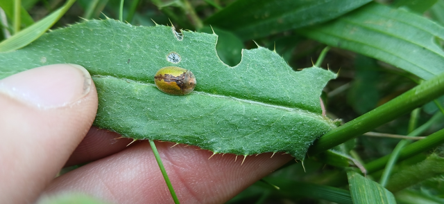 Cassida Cassida