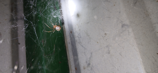 Parasteatoda tepidariorum - üvegházi törpepók