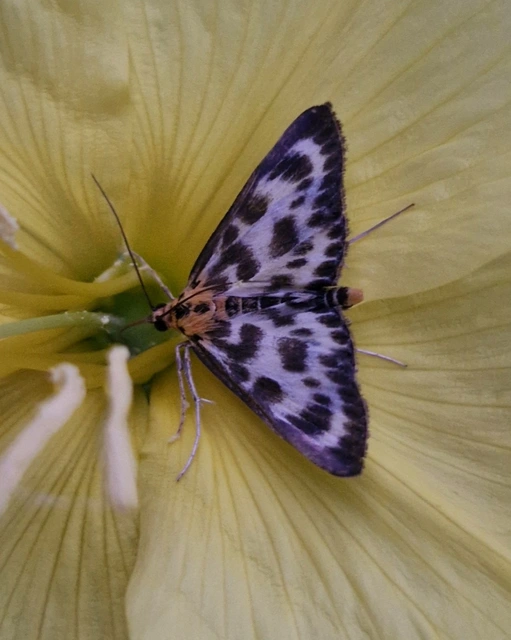 Anania hortulata - tarka csalánmoly