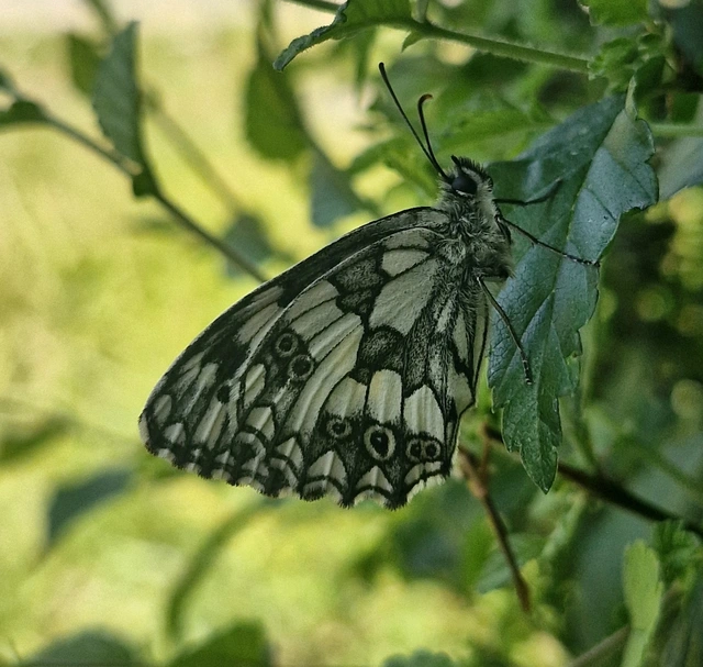 Melanargia galathea - sakktáblalepke