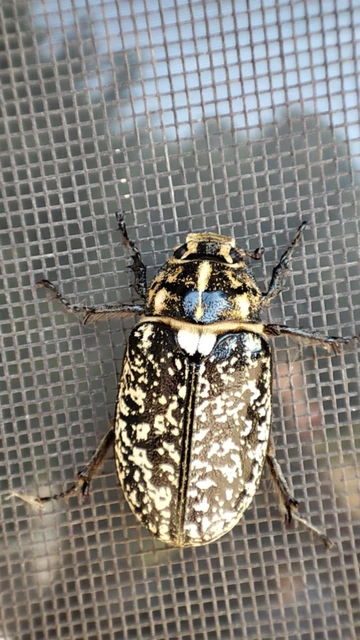 Polyphylla fullo - csapó cserebogár