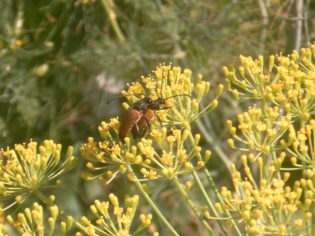 Stictoleptura fulva - vörhenyes virágcincér
