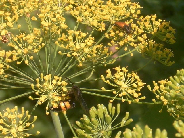 Stictoleptura fulva - vörhenyes virágcincér