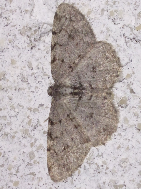Aethalura punctulata - szürke égeraraszoló