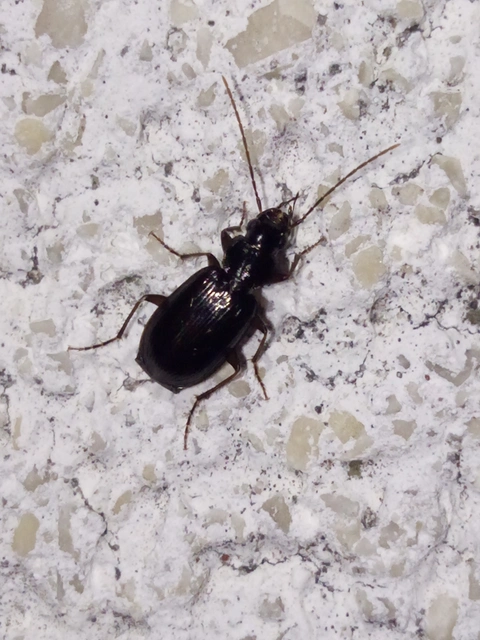 Badister dilatatus - fekete posványfutonc