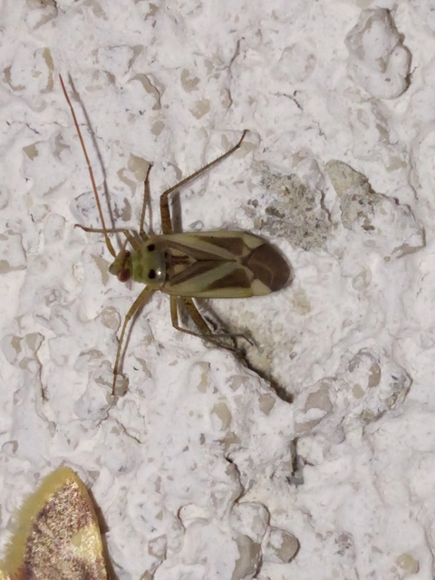 Adelphocoris lineolatus - lucernapoloska