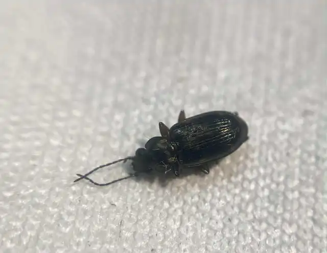 Bembidion varium - rajzos gyorsfutó