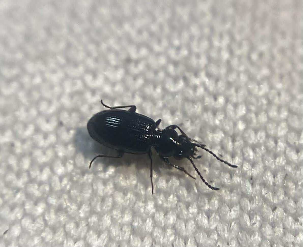 Bembidion minimum - fekete gyorsfutó