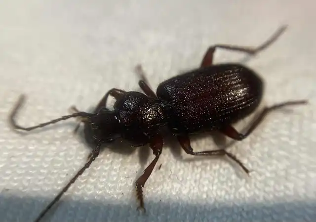 Carterus angustipennis lutshniki - balkáni sztyeppfutó
