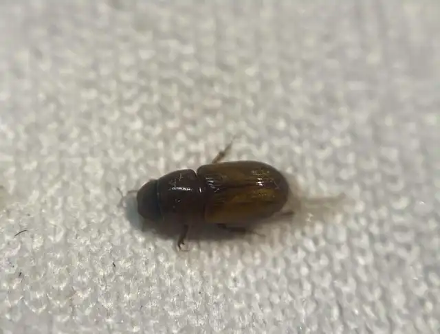 Aphodius sturmi - vöröses trágyabogár