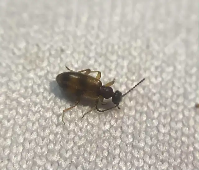 Anthicus antherinus - közönséges fürgebogár