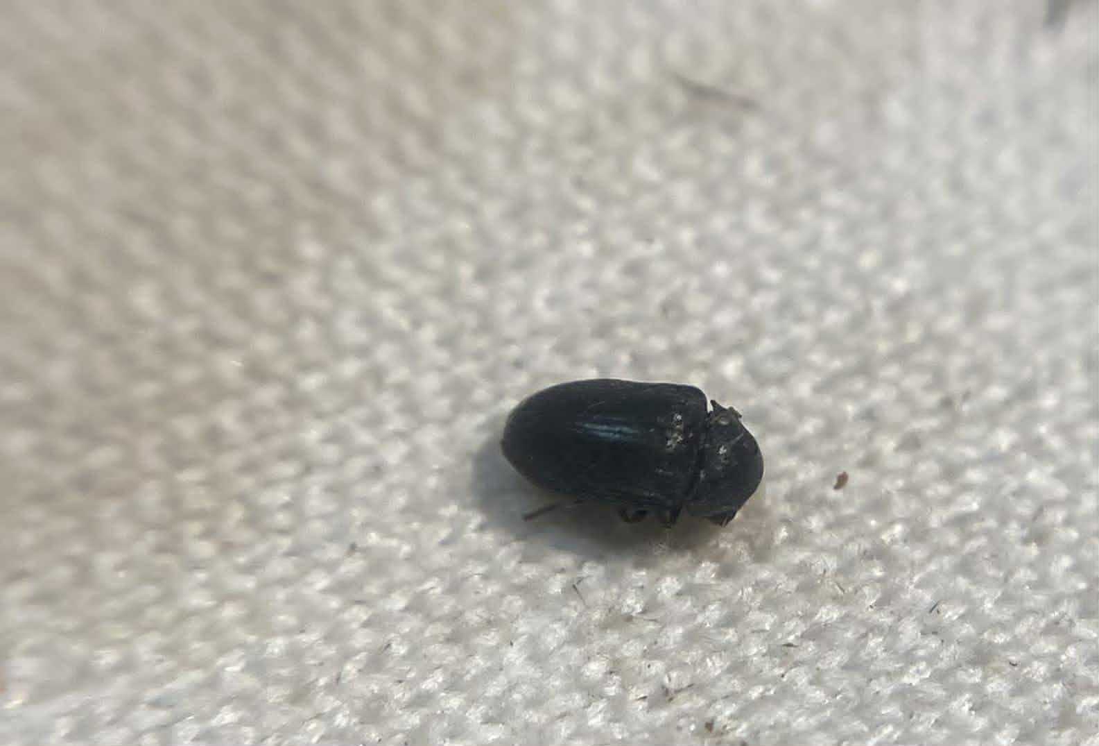 Xyletinus vaederoeensis