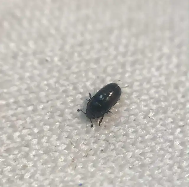 Brassicogethes aeneus - repce-fénybogár