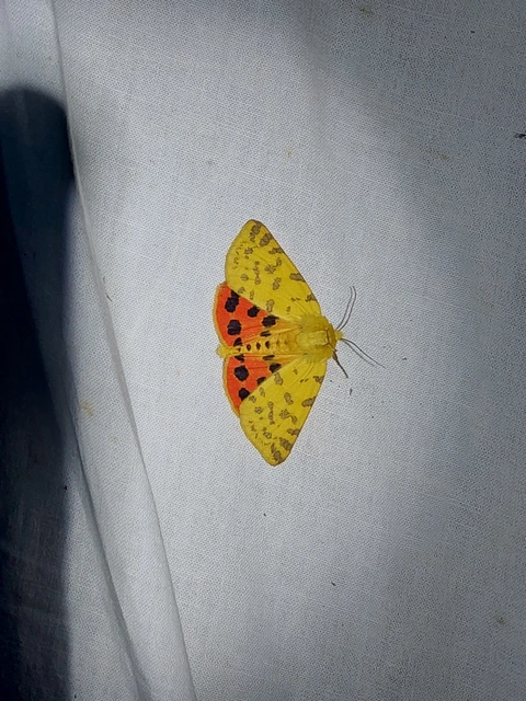 Rhyparia purpurata - bíborszínű medvelepke