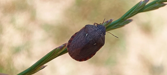 Eurygaster