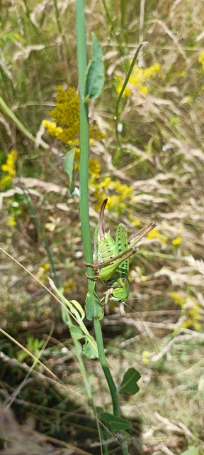 Decticus verrucivorus - szemölcsevő szöcske