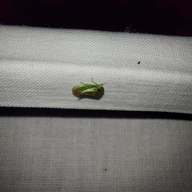 Iassus mirabilis