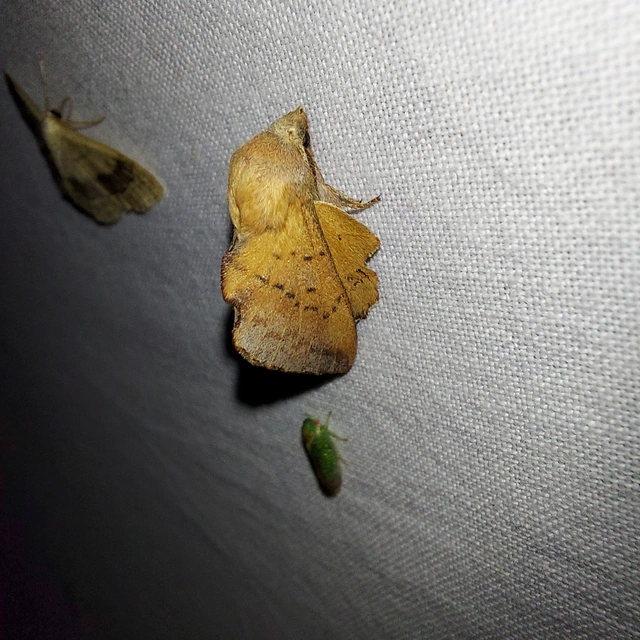 Phyllodesma tremulifolia - nyárlevélpohók