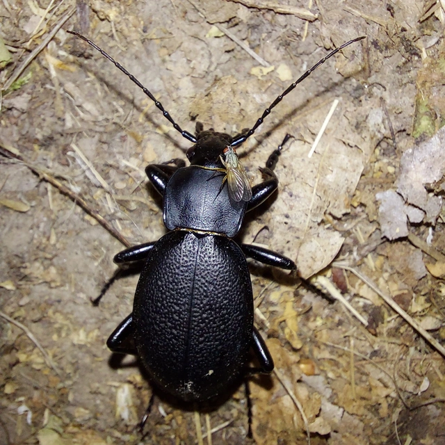 Carabus coriaceus - bőrfutrinka