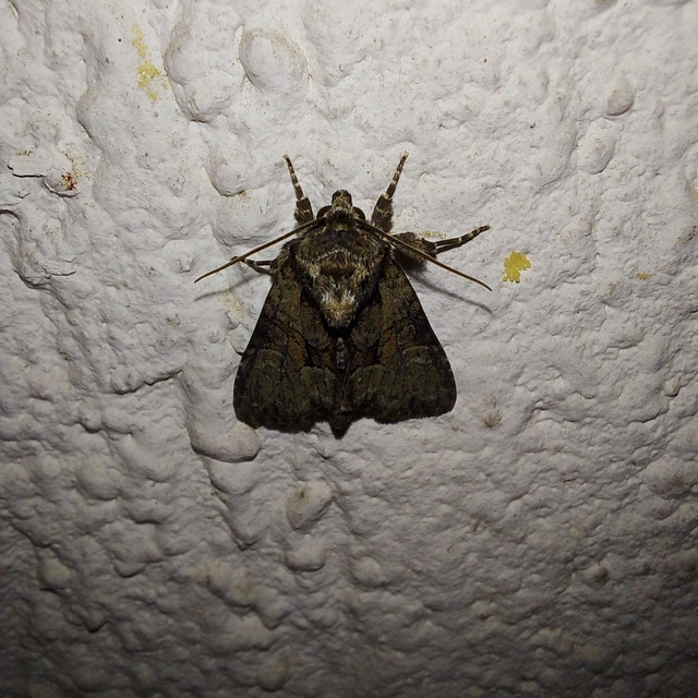 Pabulatrix pabulatricula - tölgyes-dudvabagoly