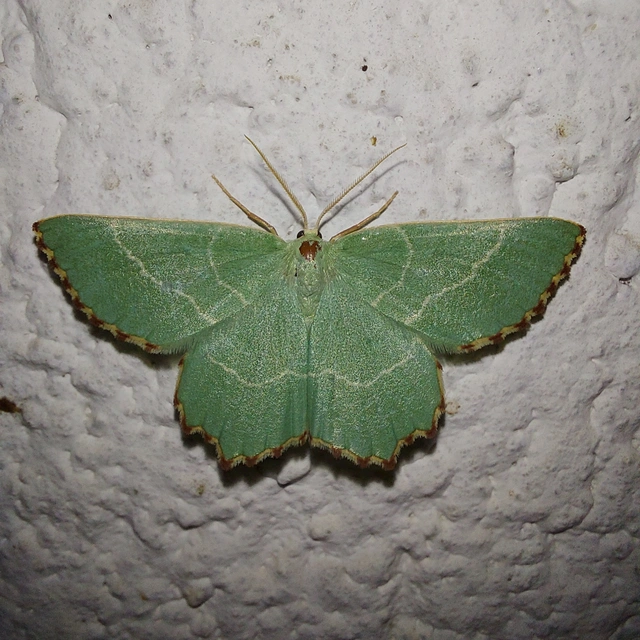 Thalera fimbrialis - csipkésszélű zöldaraszoló