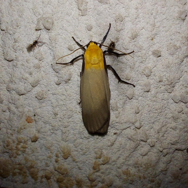 Lithosia quadra - négypettyes zuzmószövő