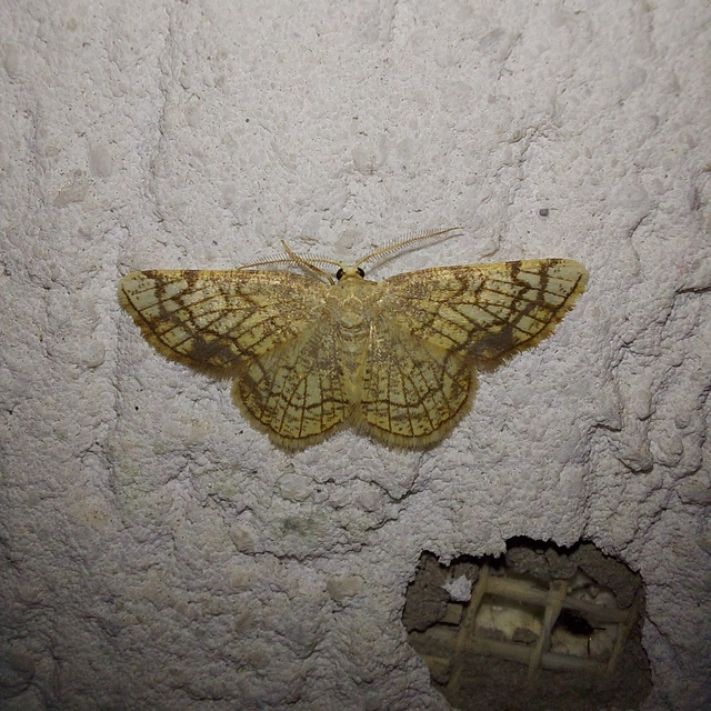 Stegania dilectaria - fehérnyár-araszoló