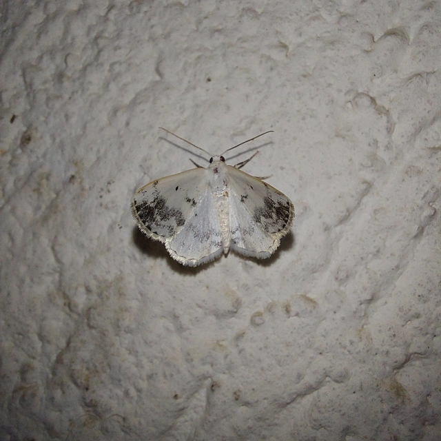 Lomographa temerata - foltos fehéraraszoló