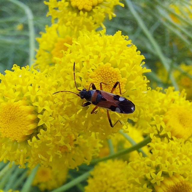 Beosus quadripunctatus - pettyes homokibodobács