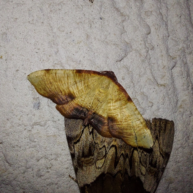 Plagodis dolabraria - baltaszárnyú araszoló