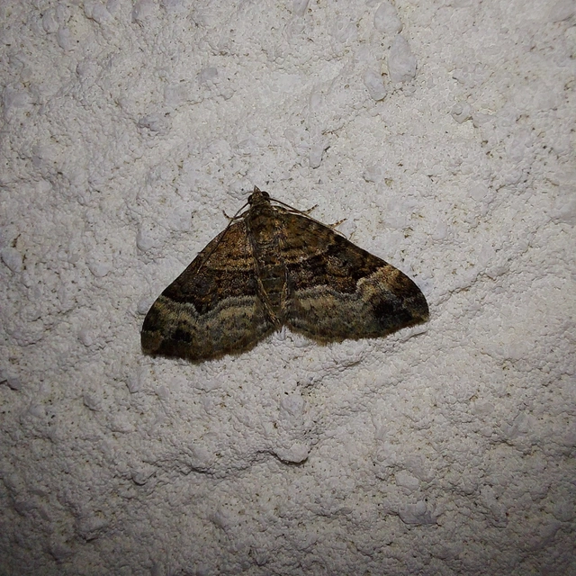 Xanthorhoe biriviata - kétsávos tarkaaraszoló