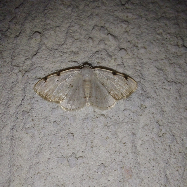 Lomographa bimaculata - kétpontos fehéraraszoló