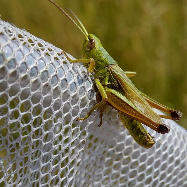 Pseudochorthippus parallelus - közönséges rétisáska