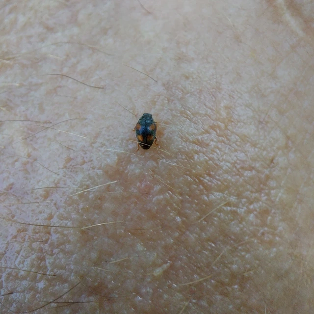 Scymnus frontalis - közönséges bödice