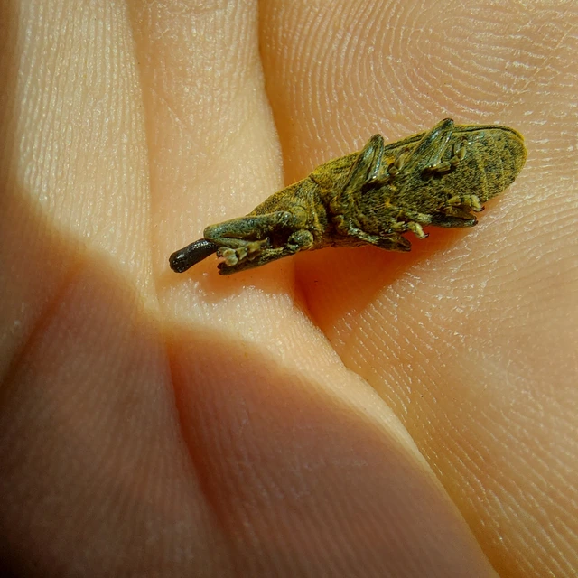 Lixus pulverulentus - mályvafúró dudvabarkó Lixus pulverulentus - mályvafúró dudvabarkó
