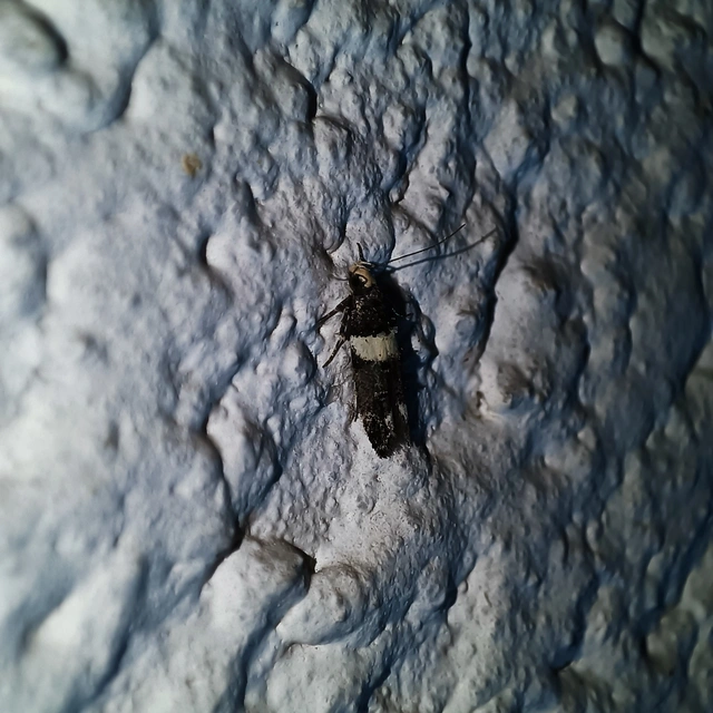 Recurvaria leucatella - nagy vörös-rügysodrómoly