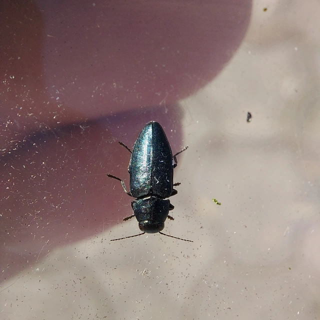 Phaenops cyanea - kék fürgedíszbogár