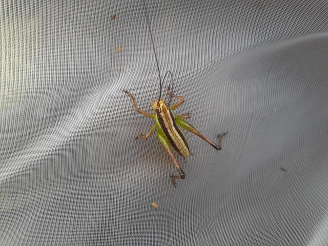 Pachytrachis gracilis - karcsú szöcske