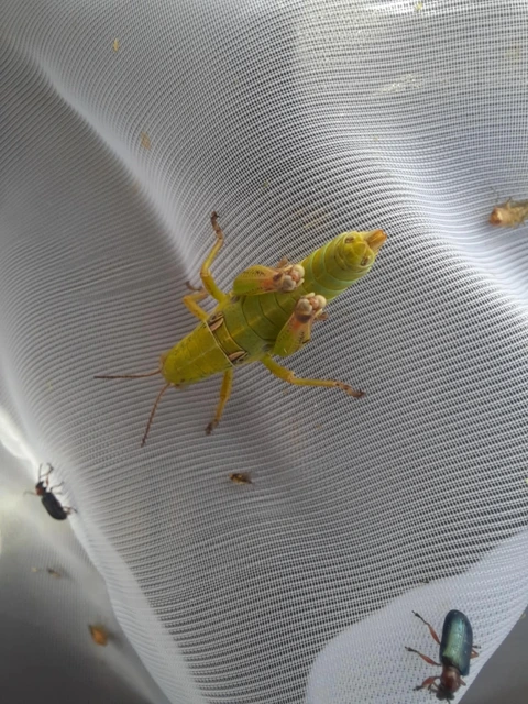 Pseudopodisma nagyi - Nagy-hegyisáska