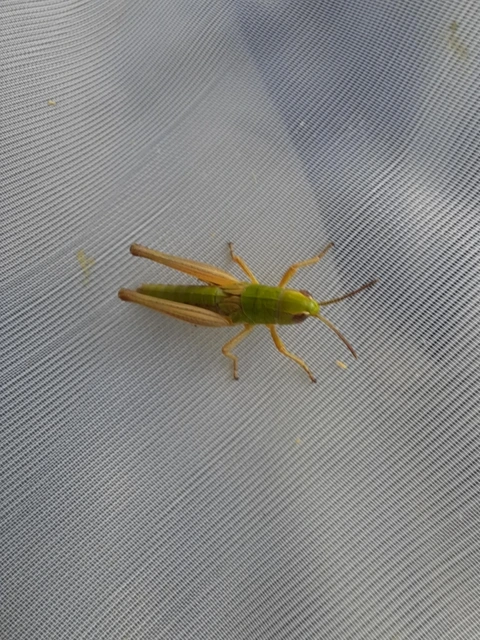 Pseudochorthippus parallelus - közönséges rétisáska