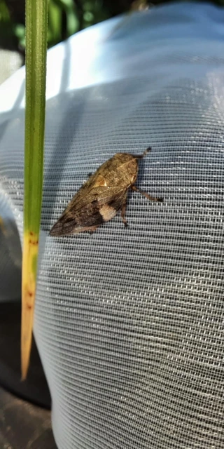 Aphrophora alni