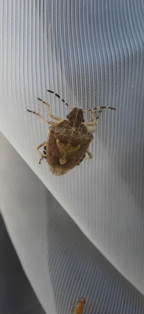 Dolycoris baccarum - közönséges bogyómászó-poloska Dolycoris baccarum - közönséges bogyómászó-poloska