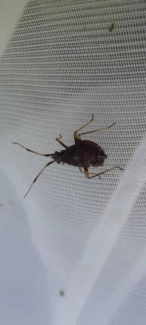 Deraeocoris ruber - vöröses mezeipoloska