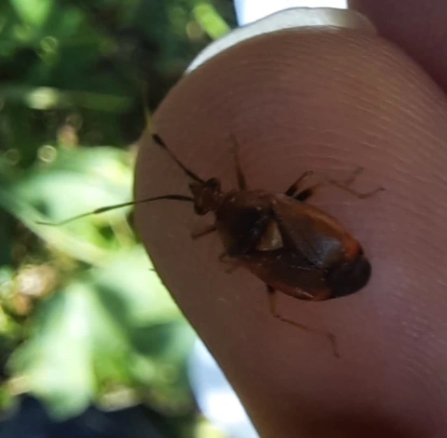Deraeocoris ruber - vöröses mezeipoloska