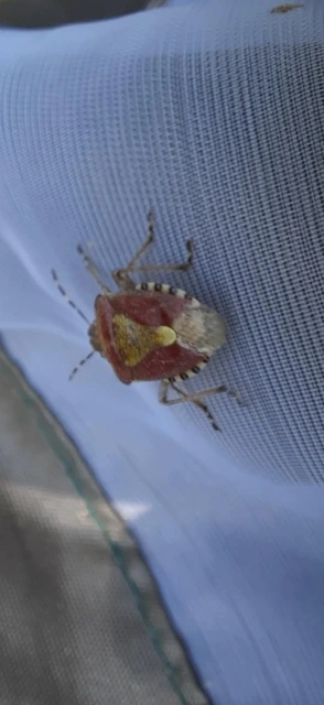 Dolycoris baccarum - közönséges bogyómászó-poloska Dolycoris baccarum - közönséges bogyómászó-poloska