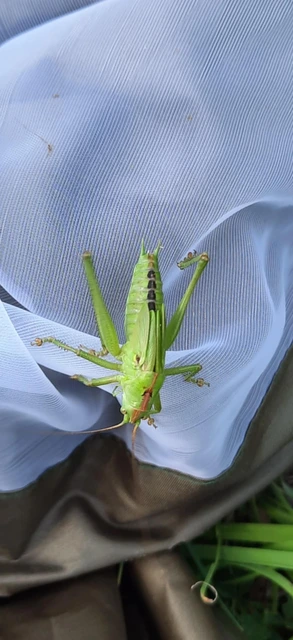 Tettigonia viridissima - zöld lombszöcske