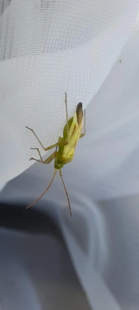 Miridae - mezeipoloskák